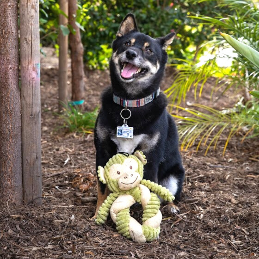 Hemp Monkey Twist Dog Toy