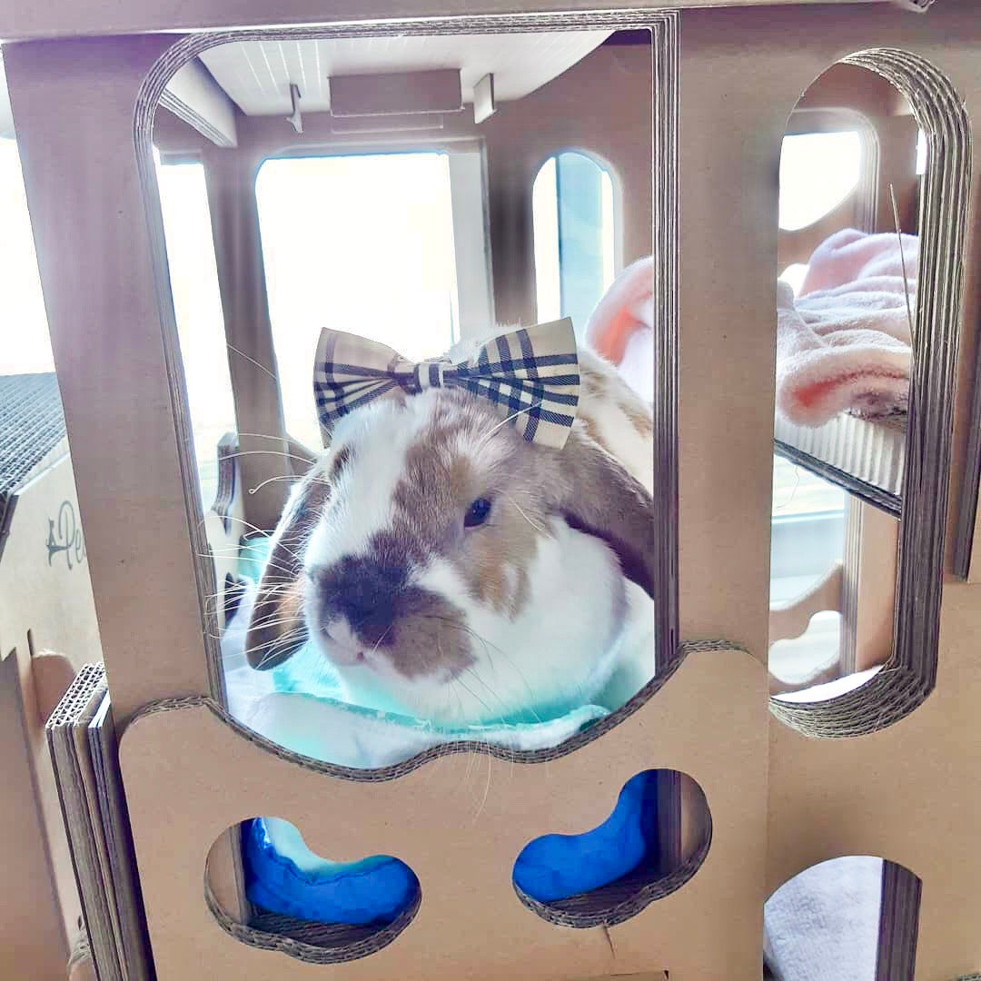 pet house for bunnies sustainable