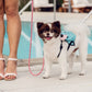 Backpacking Bundle - Backpacker Pet Carrier and MORE!