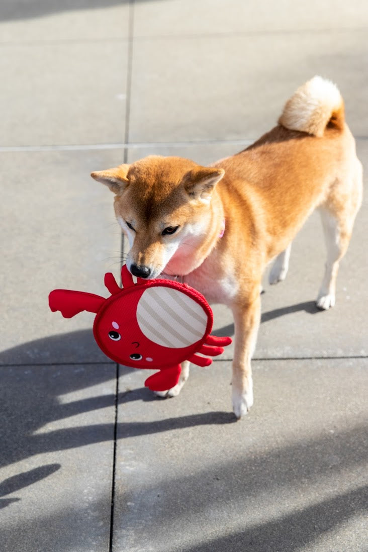 Dogs Love To Chew 