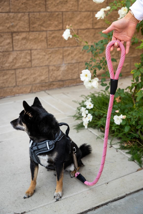 Trail Mix Bundle - All Terrain Pet Jogger and MORE!