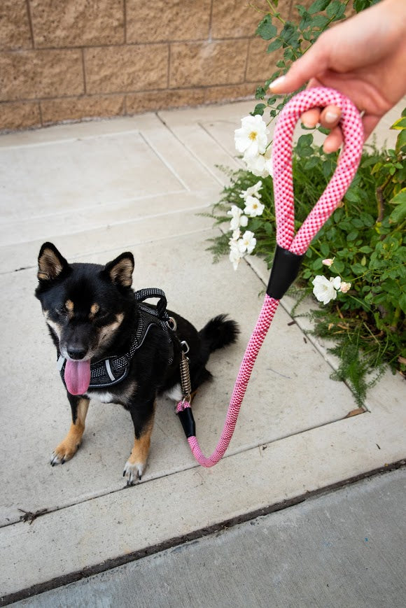 Petique Reflective Leash w/ Shock Absorber for Dogs, Cats, Small