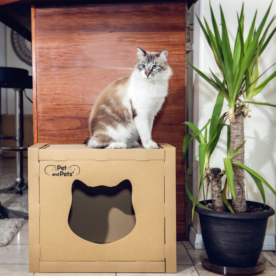 the box cat house petique