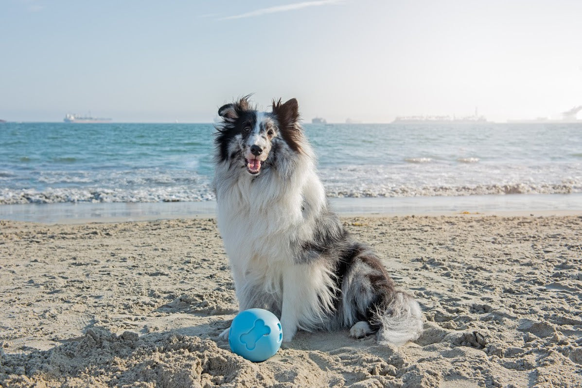happy dog treat ball
