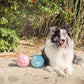 Blue Paw Me! Treat Ball Dispenser