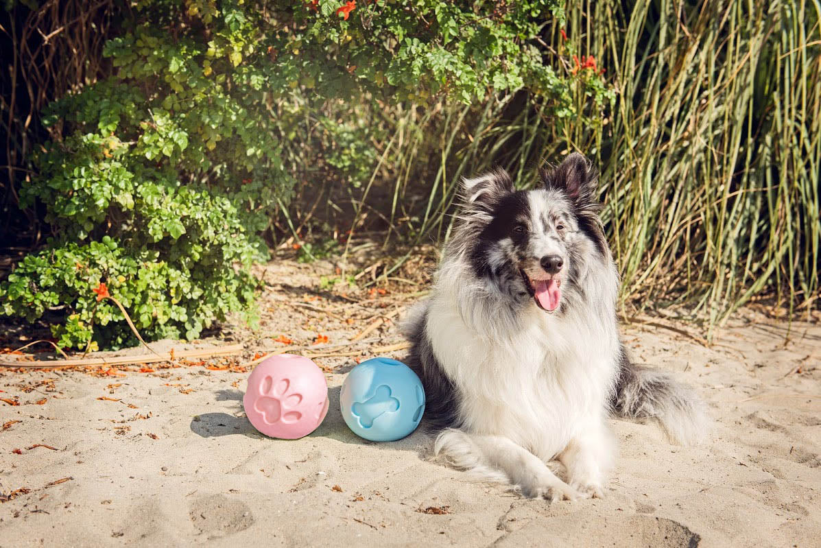Blue Paw Me! Treat Ball Dispenser