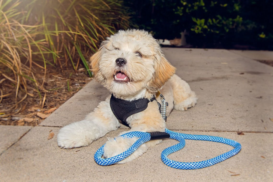 Petique Reflective Leash w Shock Absorber for Dogs Cats Small