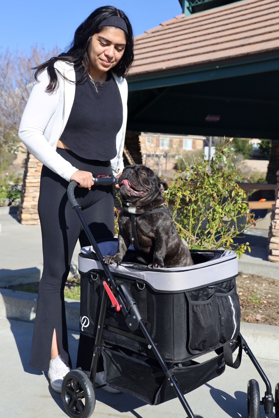 cute dog in pet stroller