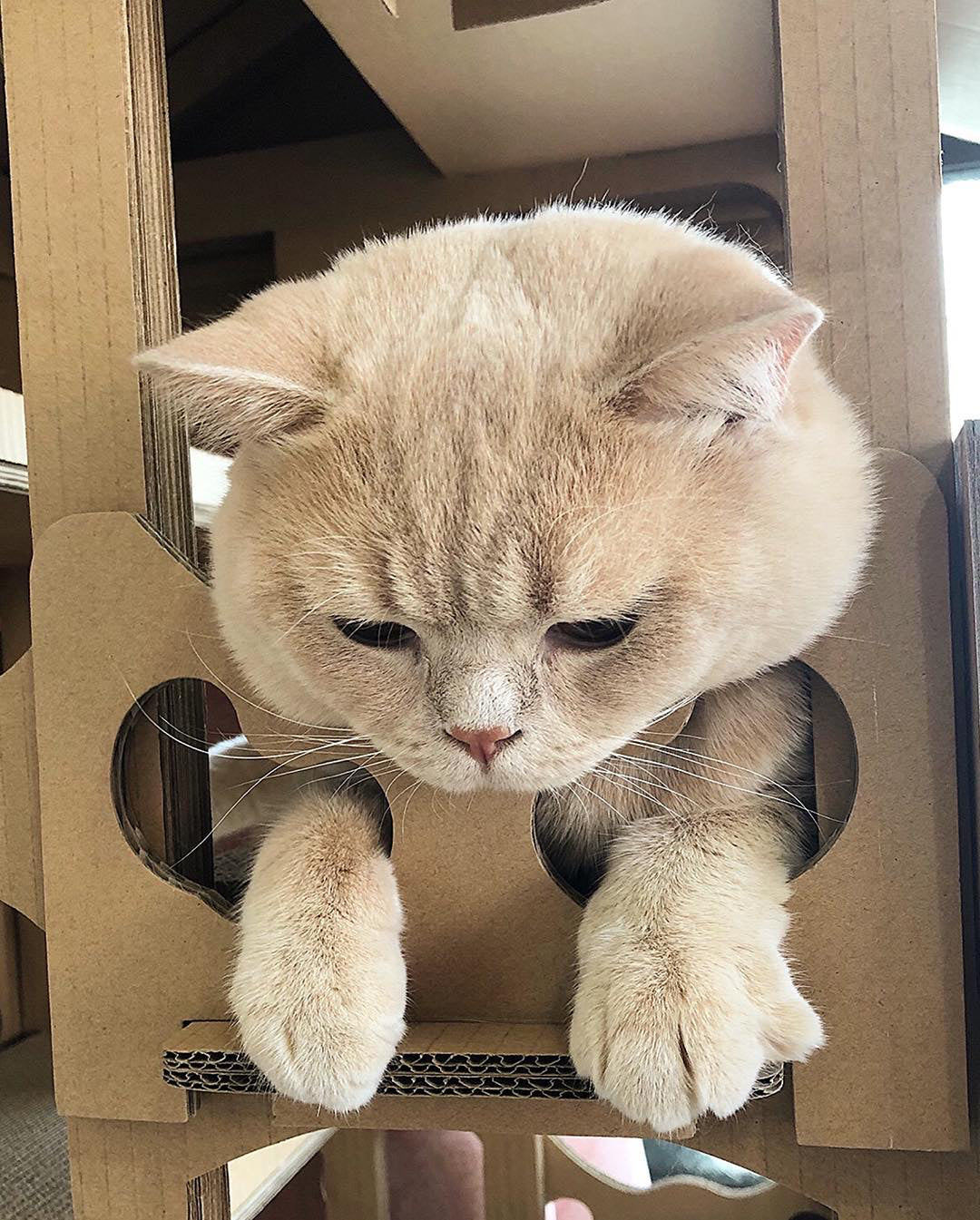 cute cat in feline chateau cat house