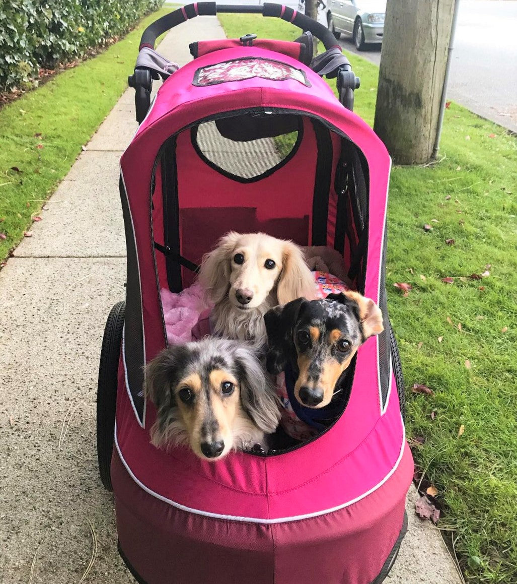 multiple dogs in all terrain pet jogger