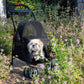 SOLD OUT - Pet and Pets Simplicity Pet Stroller