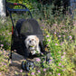 Simplicity Pet Stroller: Lightweight & Durable, One-Hand Fold, Safety Brakes, Mesh Ventilation, Front Entry, Cup Holder, 2 Leashes, Ideal for Small Pets, Seniors, Injured, Anxiety Relief, Travel & Outdoor Adventures, Supports Up to 45lbs