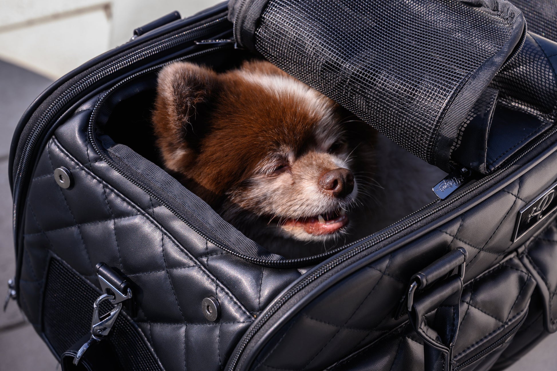 pet carrier with windows