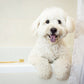 cute dog bamboo toothbrush