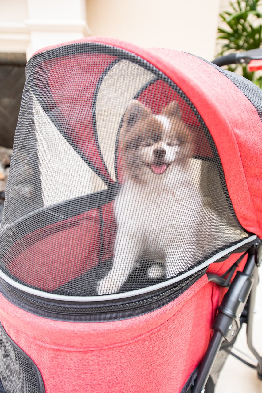 pom in a red pet stroller