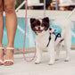 Small Pink Leash