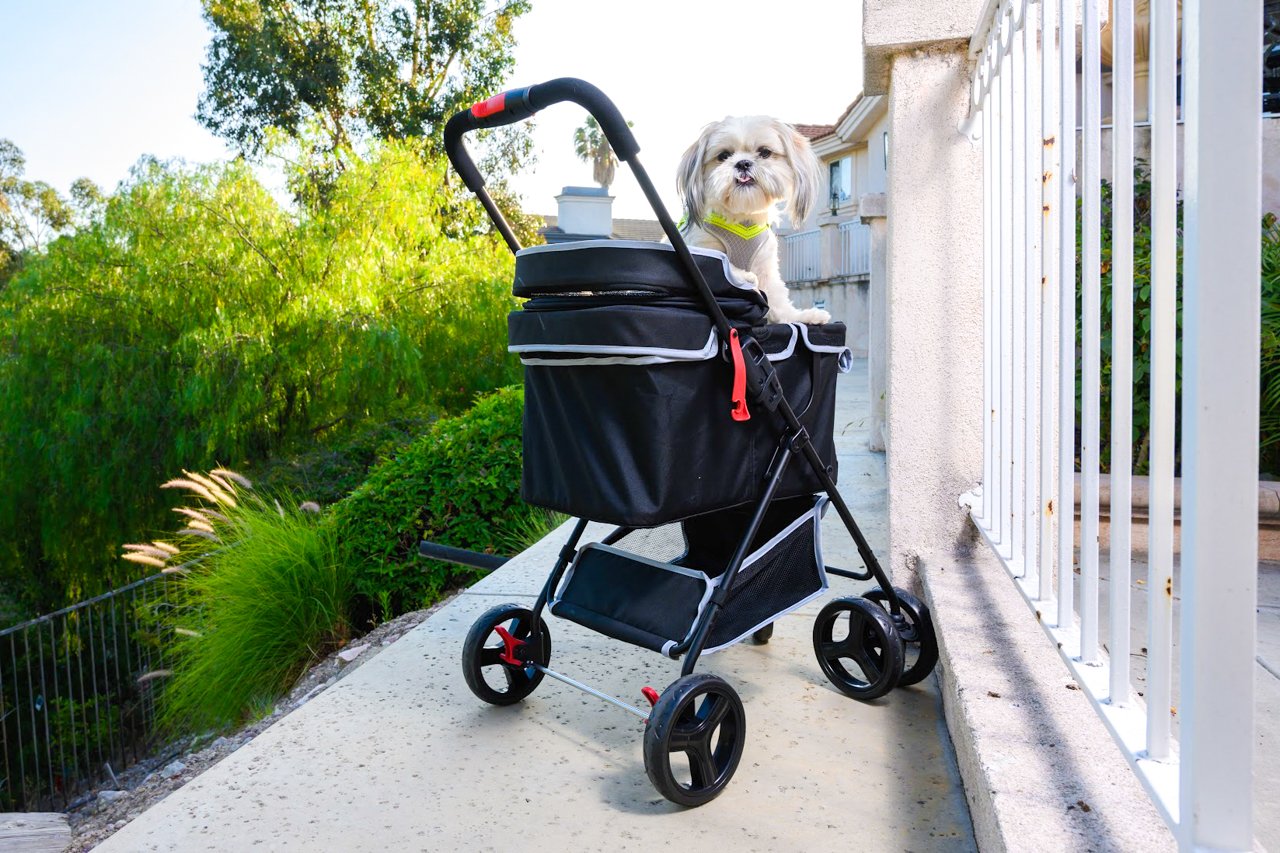 cute dog in black pet stroller
