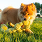 Python Pet Toy