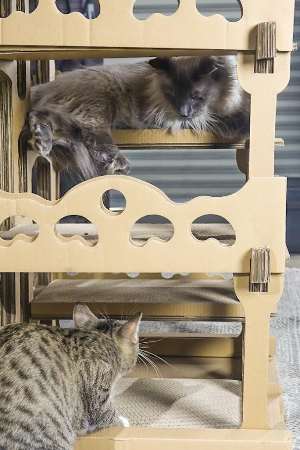 sustainable cardboard cat house