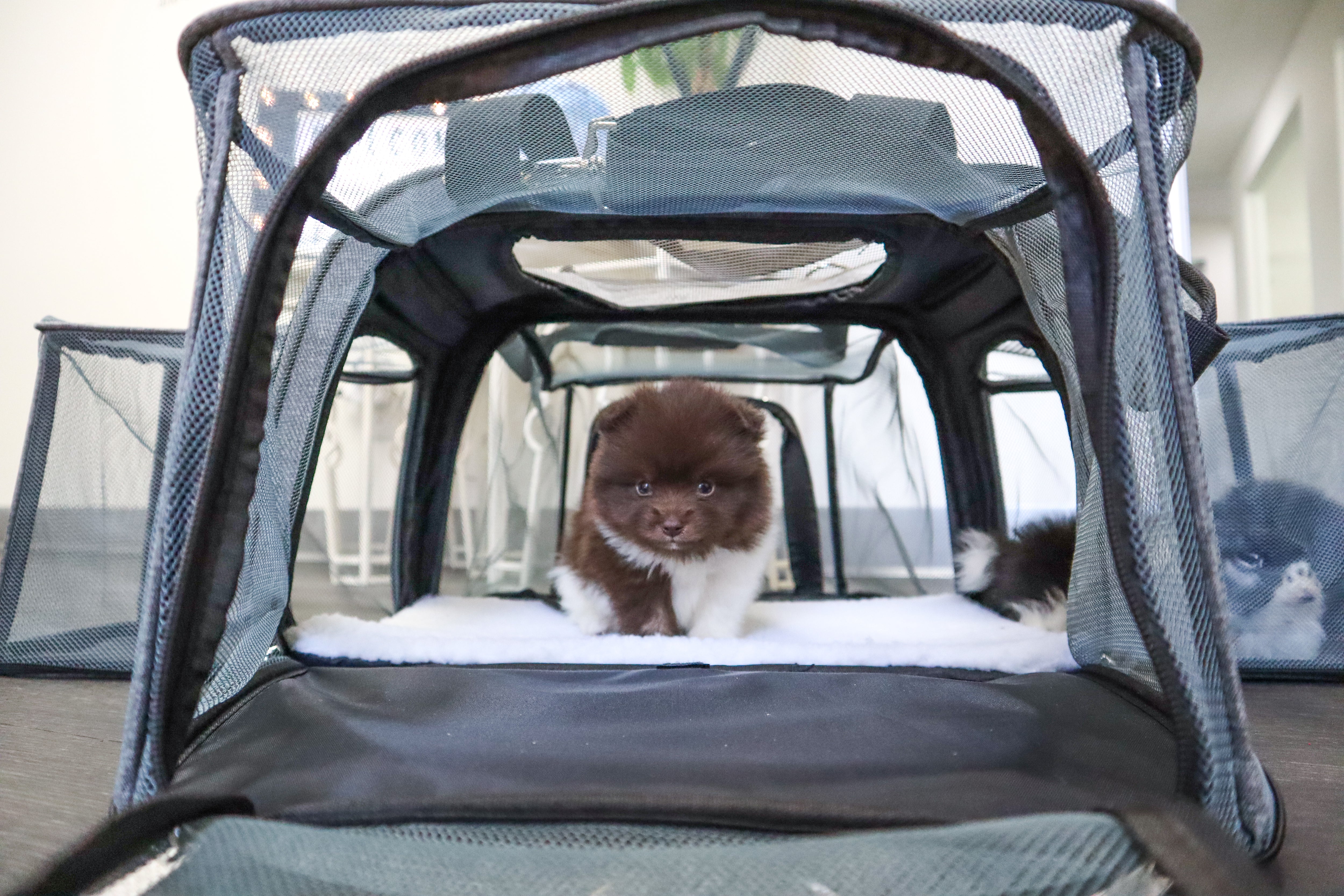 Petique Happy Camper Pet Carrier for Dog Cat Small Animal