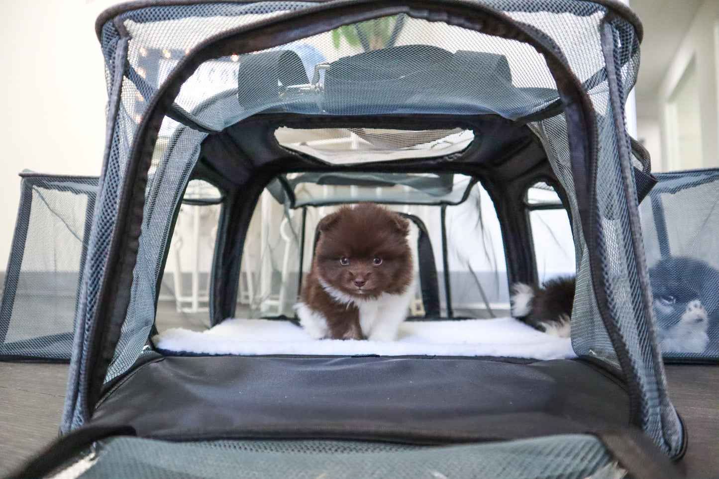 happy camper pet carrier puppies