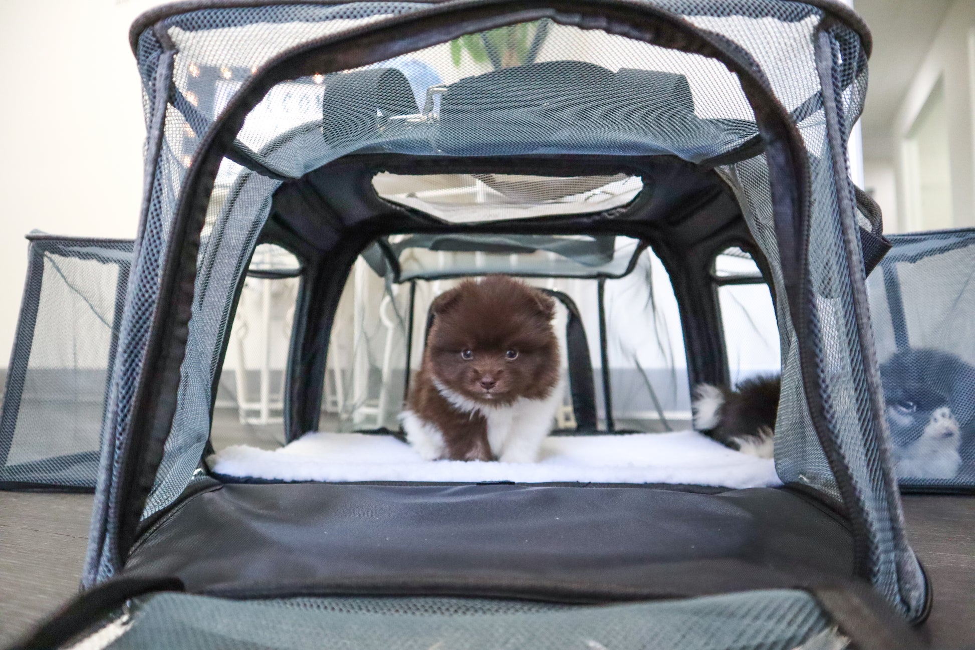 best puppy pet carrier