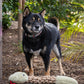 Snake Dog Toy 